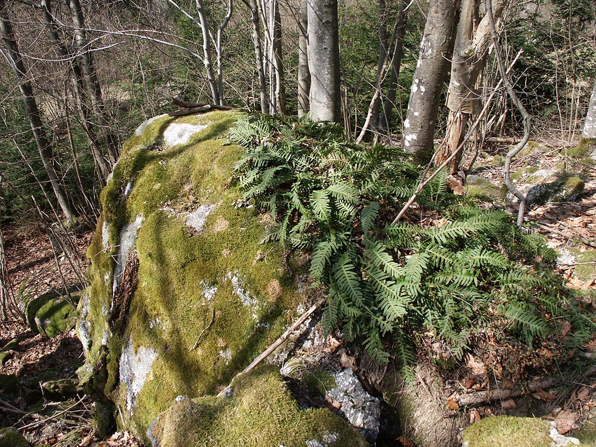 Polypodium vulgare